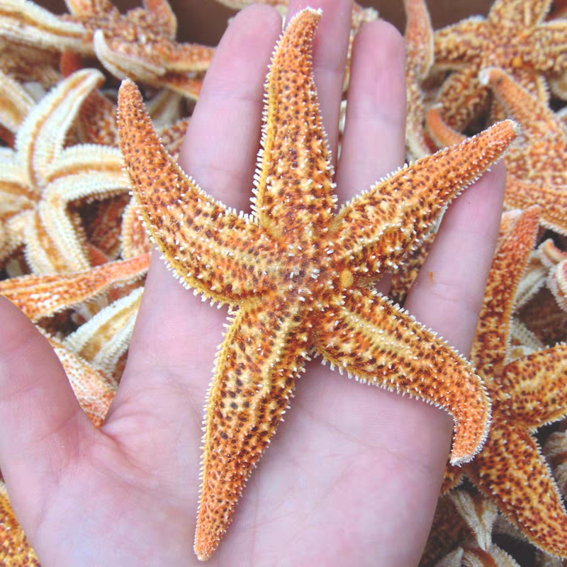 新货大海星海星干货海王星大个大货供应诚信经营
