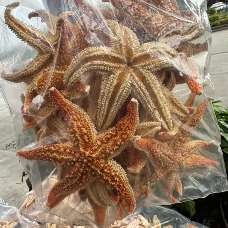 新货大海星海星干货海王星大个大货供应诚信经营