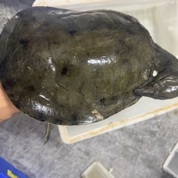 野塘甲鱼，喜欢高品质看过来，视频在线看货批发价