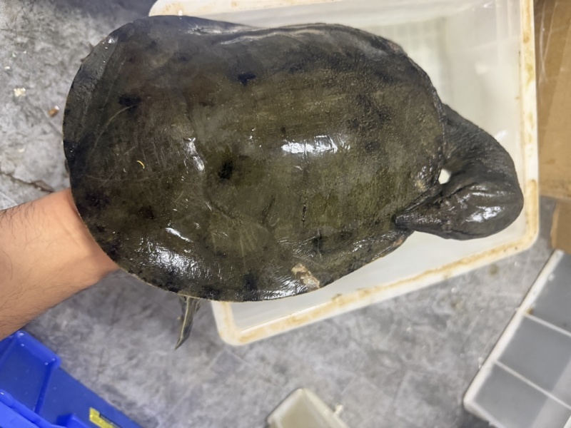 野塘甲鱼，喜欢高品质看过来，视频在线看货批发价