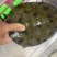 野塘甲鱼，喜欢高品质看过来，视频在线看货批发价