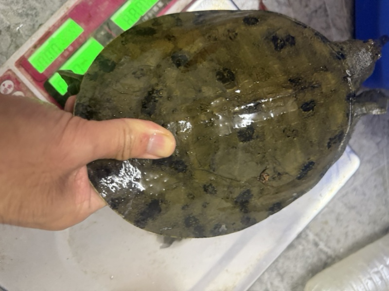 野塘甲鱼，喜欢高品质看过来，视频在线看货批发价