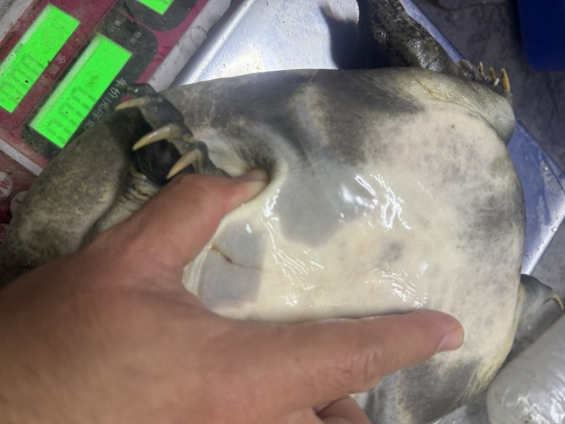 野塘甲鱼，喜欢高品质看过来，视频在线看货批发价
