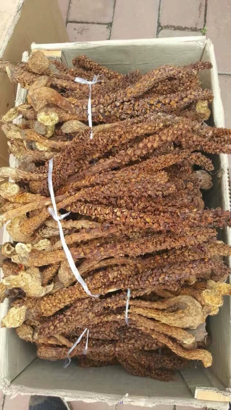 新货不老草草苁蓉中药材泡酒料保证质量诚信经营大货