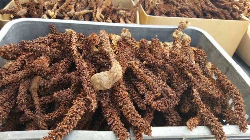 新货不老草草苁蓉中药材泡酒料保证质量诚信经营大货