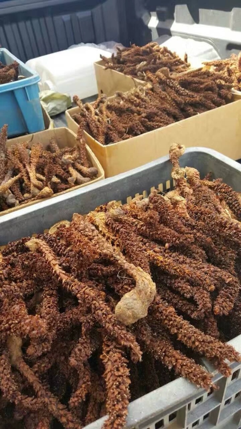 新货不老草草苁蓉中药材泡酒料保证质量诚信经营大货
