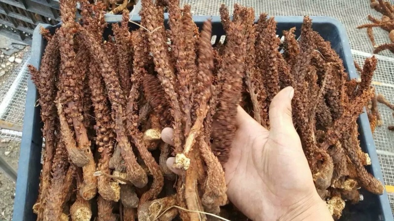 新货不老草草苁蓉中药材泡酒料保证质量诚信经营大货