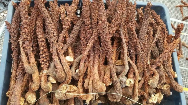新货不老草草苁蓉中药材泡酒料保证质量诚信经营大货