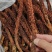 新货不老草草苁蓉中药材泡酒料保证质量诚信经营大货