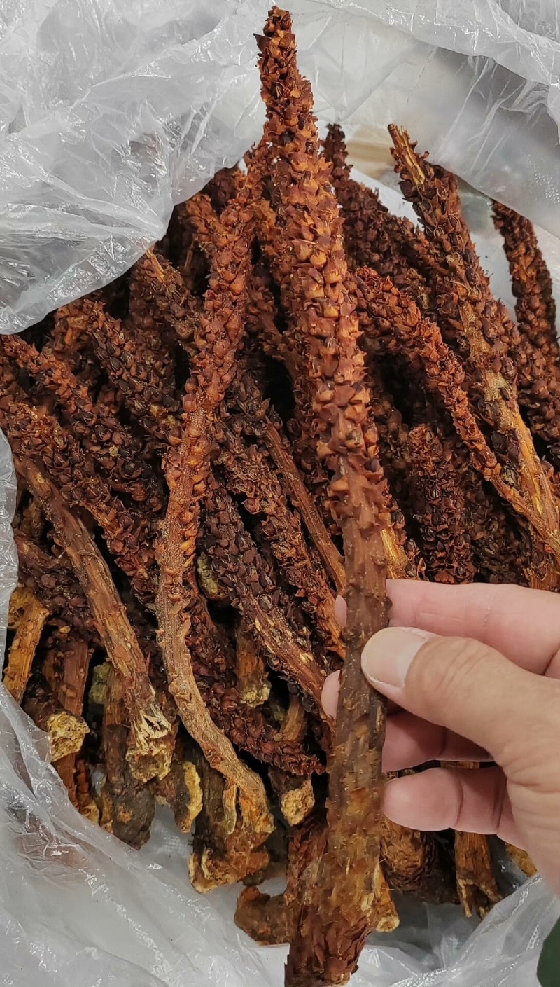 新货不老草草苁蓉中药材泡酒料保证质量诚信经营大货