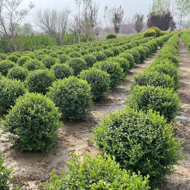 小叶女贞球庭院别墅风景树小区绿化树苗大全耐寒四季常青球形