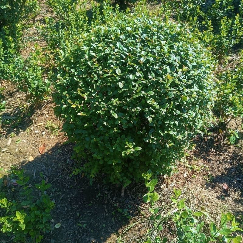 小叶女贞球庭院别墅风景树小区绿化树苗大全耐寒四季常青球形