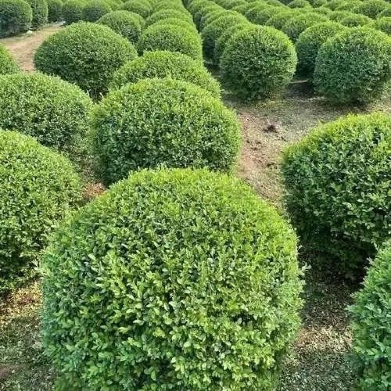 小叶女贞球庭院别墅风景树小区绿化树苗大全耐寒四季常青球形