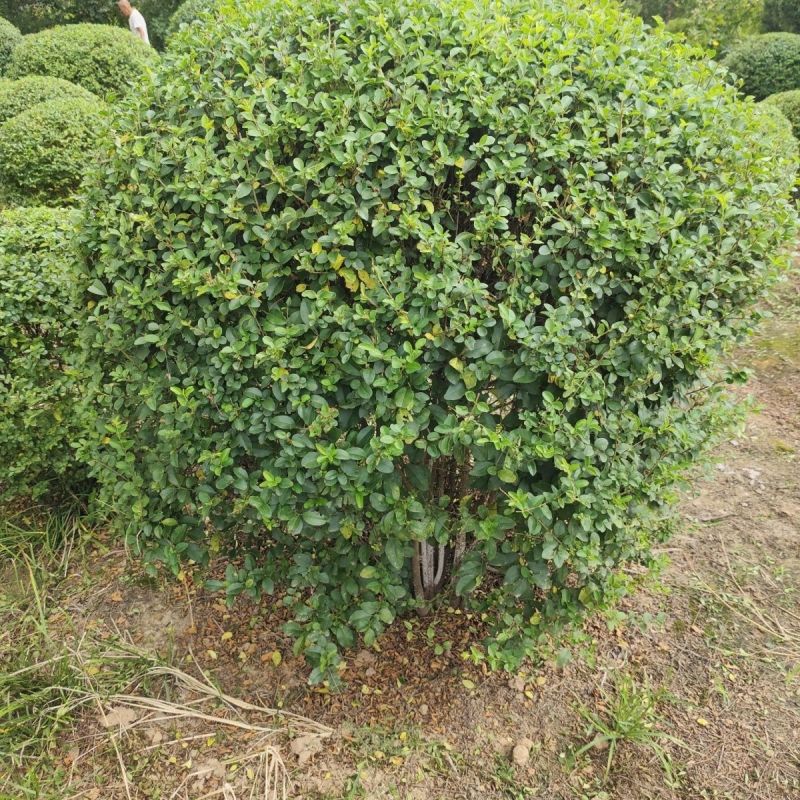 小叶女贞球庭院别墅风景树小区绿化树苗大全耐寒四季常青球形