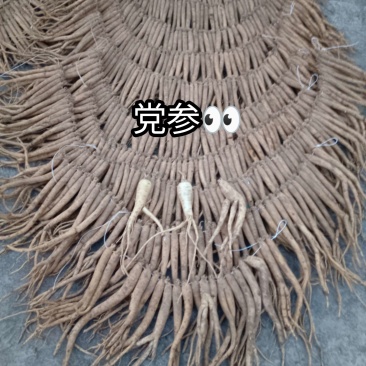 党参黄党白条代购出售