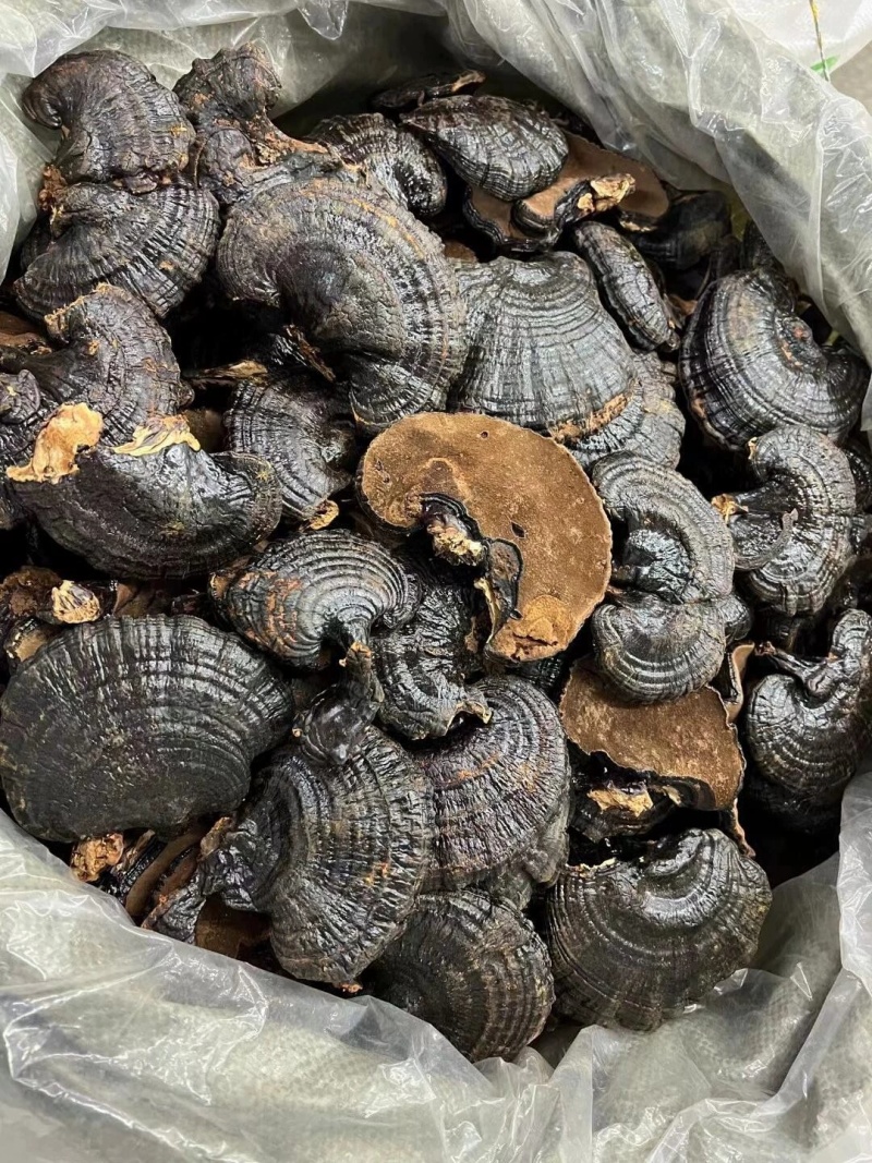 紫灵芝中药材长白山灵芝紫灵芝大货供应批发零售