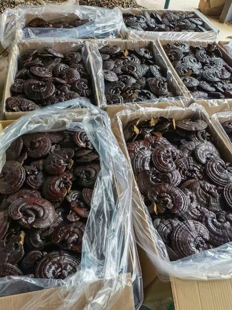紫灵芝中药材长白山灵芝紫灵芝大货供应批发零售