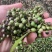 木姜子油100/纯正自家酿造
