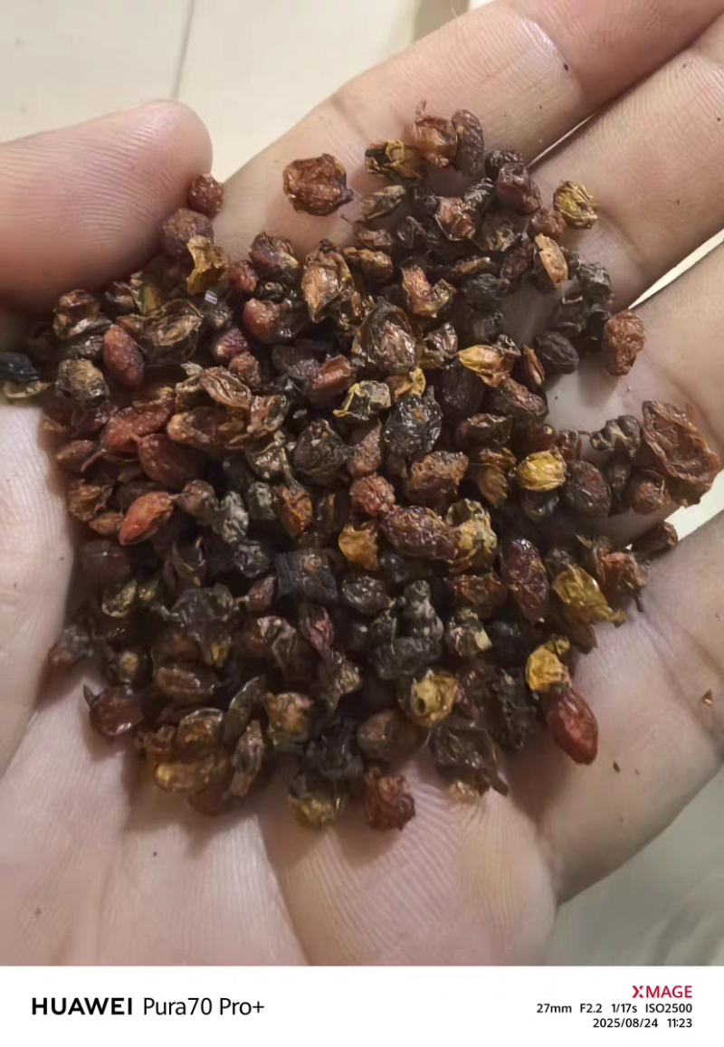 沙棘中药材沙棘果无硫***新货新疆沙棘大货供应批发