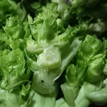 儿菜