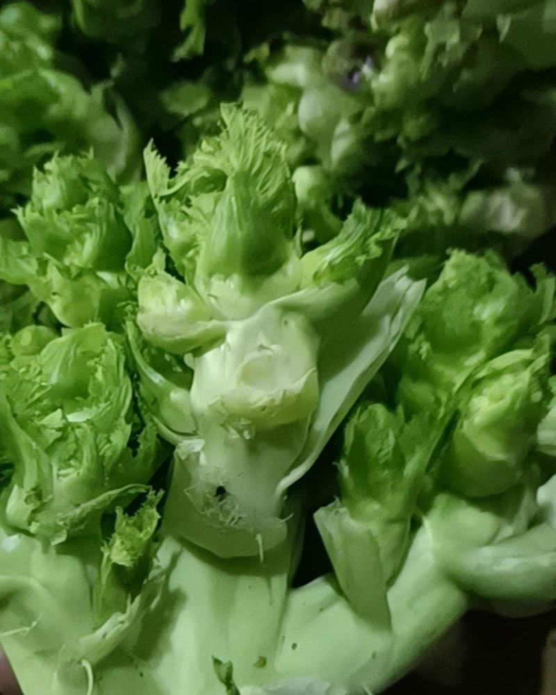 儿菜