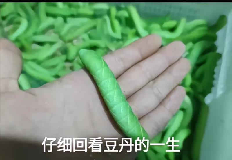老左豆丹集散中心