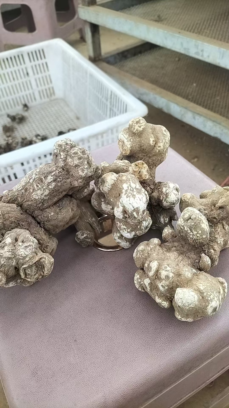 白术干货
