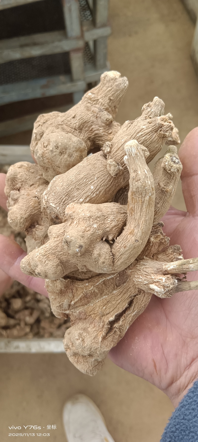 白术干货