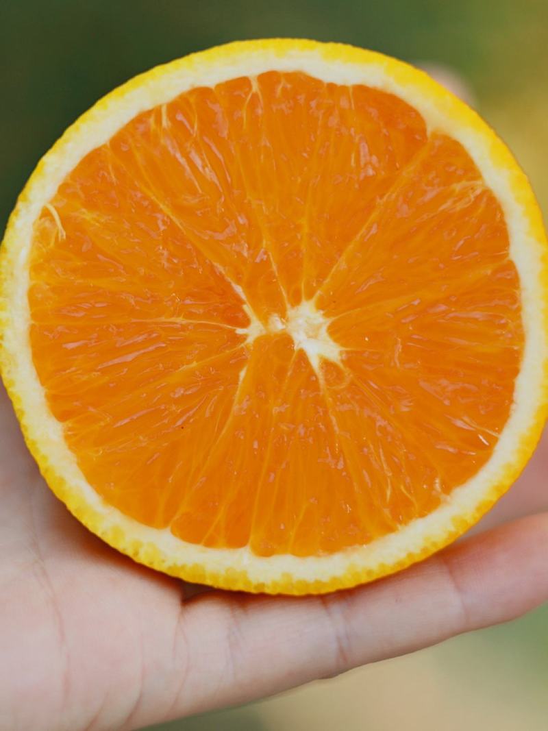 湖北宜昌九月红脐橙自己种植现摘现发价格优惠一手货源