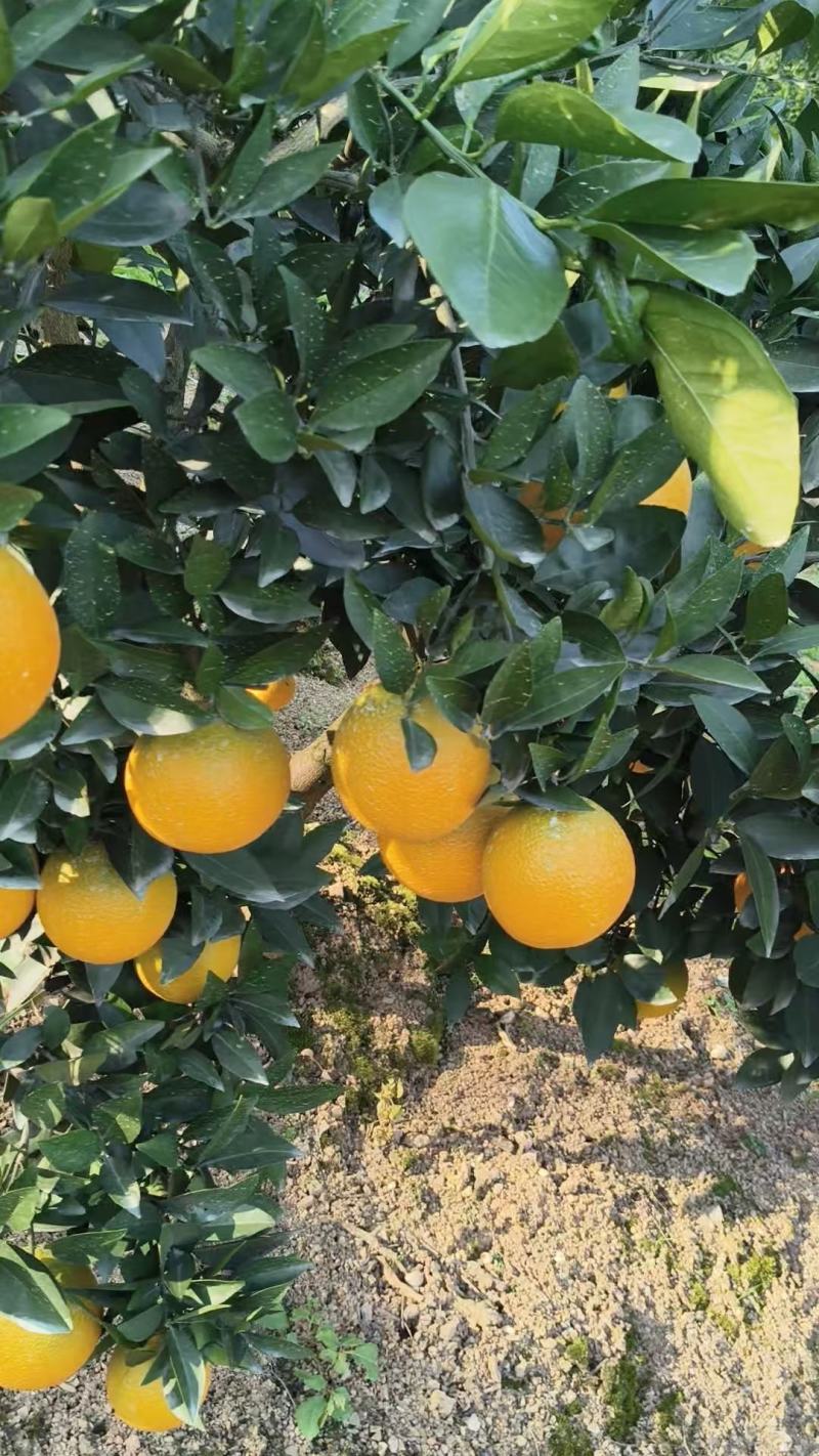 湖北宜昌九月红脐橙自己种植现摘现发价格优惠一手货源