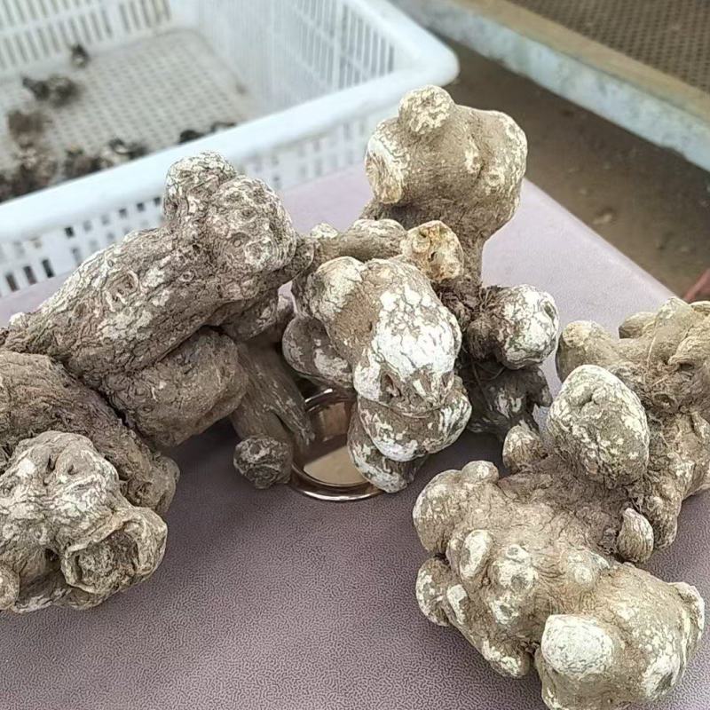 白术干货