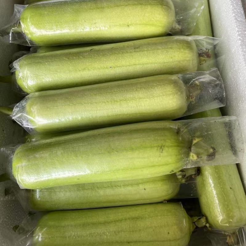 精品油胖娃白丝瓜种子杂交一代白皮油亮白丝瓜种籽耐热耐旱