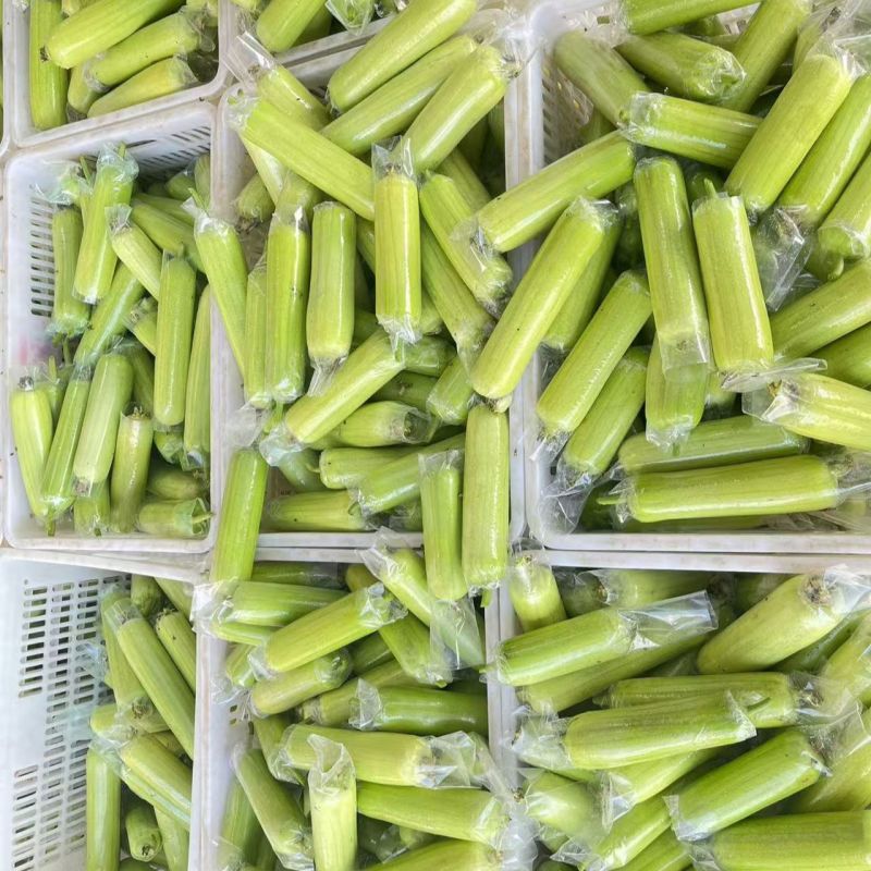 精品油胖娃白丝瓜种子杂交一代白皮油亮白丝瓜种籽耐热耐旱
