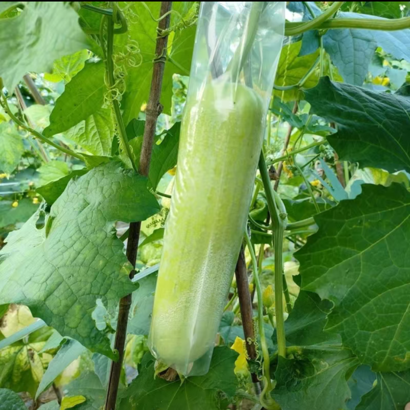 精品油胖娃白丝瓜种子杂交一代白皮油亮白丝瓜种籽耐热耐旱