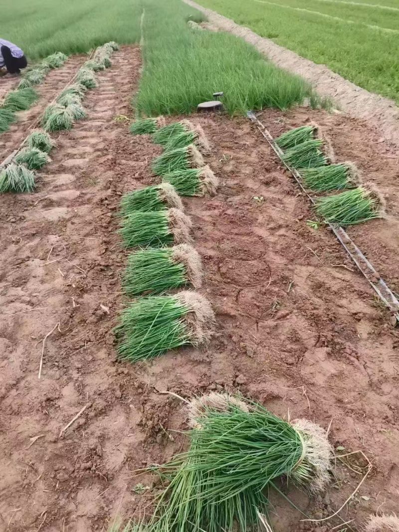 万亩育苗基地直供发货优选高产紫皮早熟洋葱苗