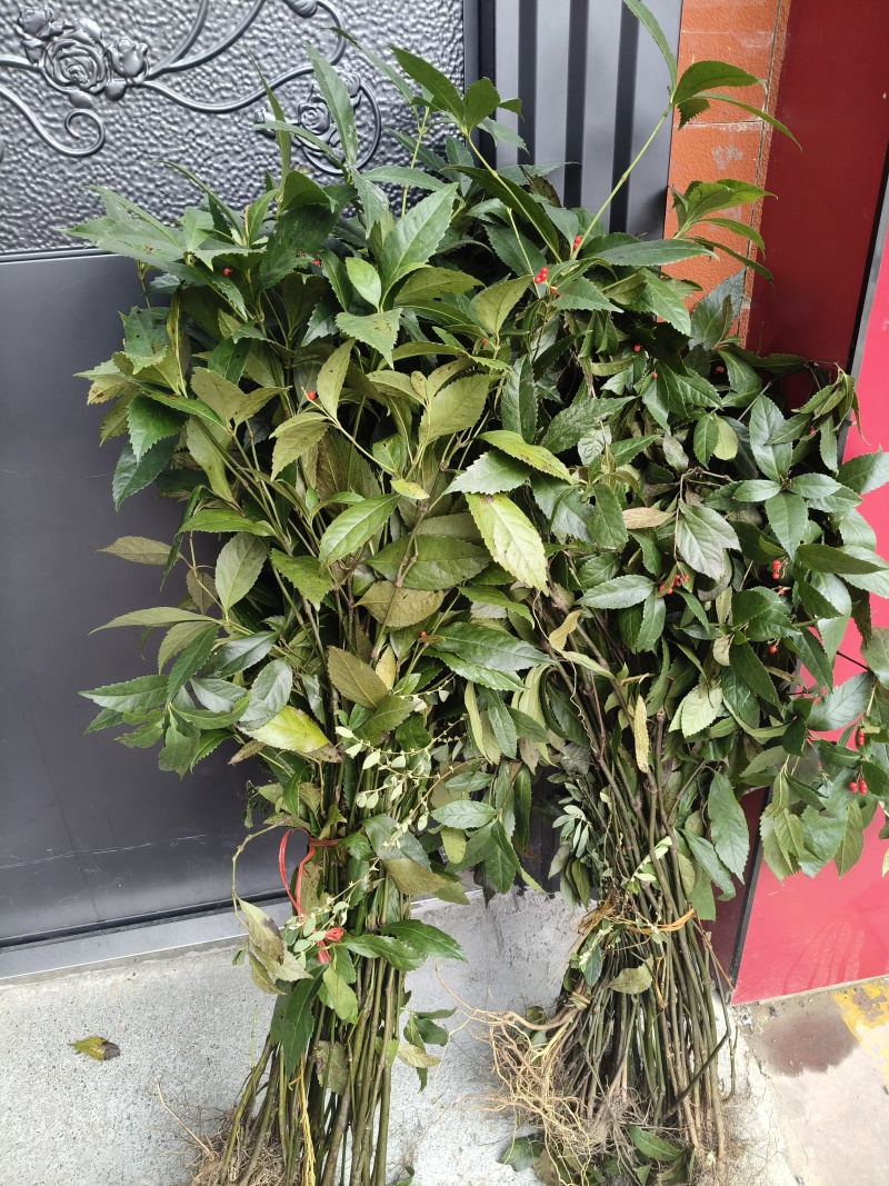 野生草珊瑚