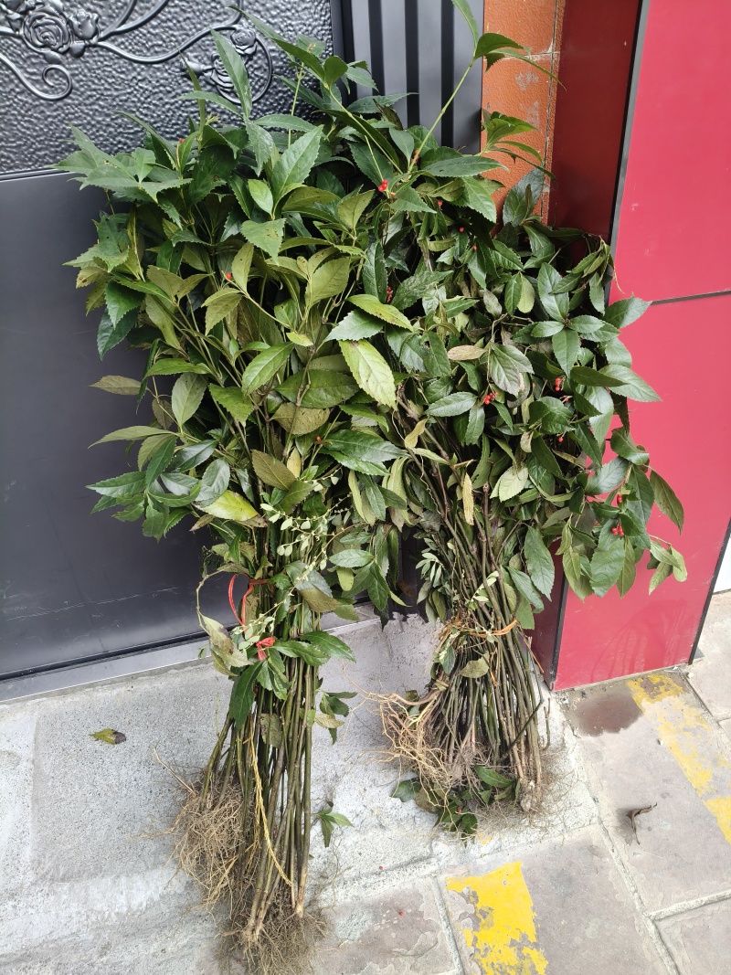 野生草珊瑚