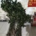 野生草珊瑚