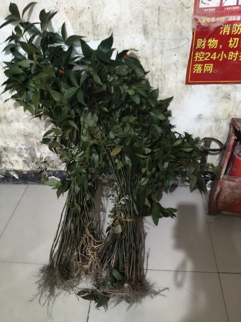 野生草珊瑚
