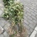 野生草珊瑚