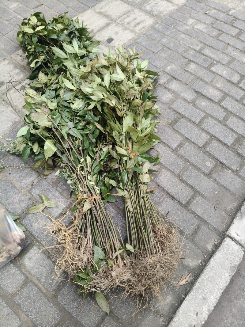 野生草珊瑚