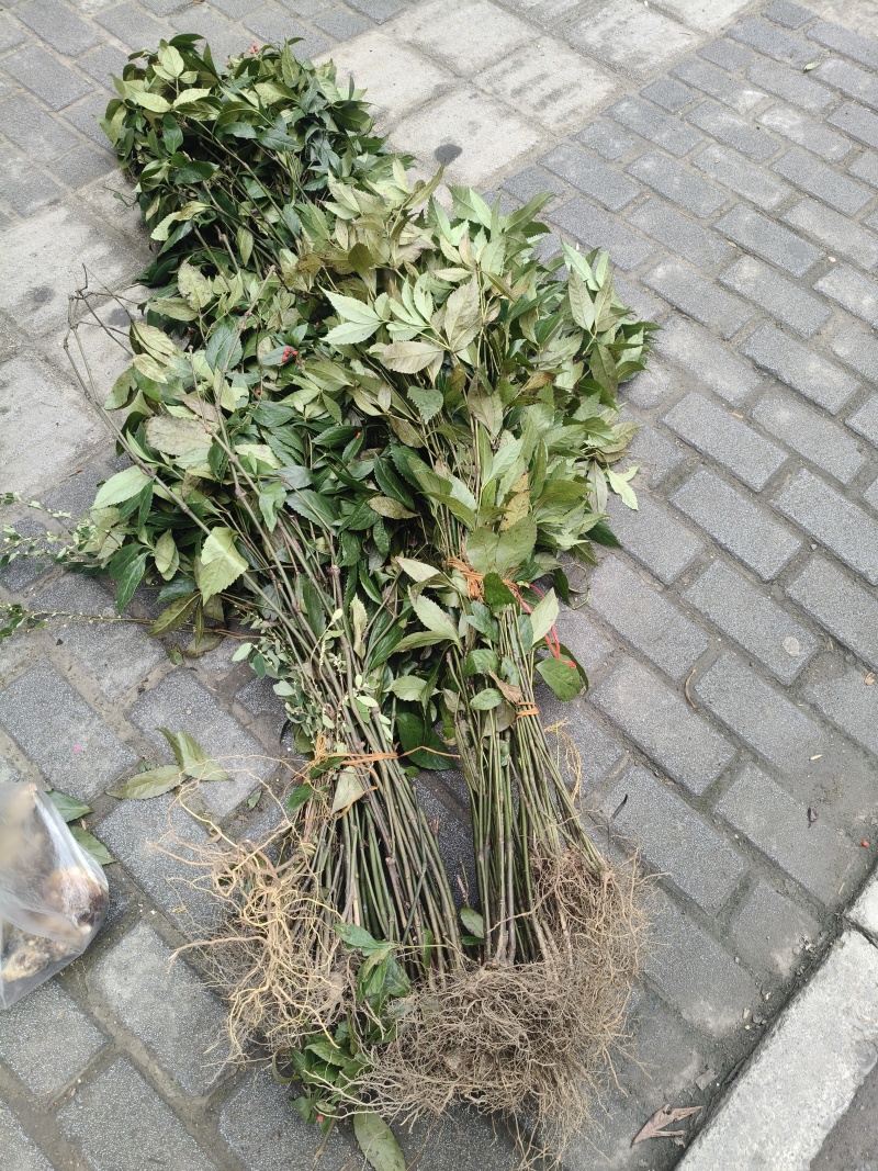 野生草珊瑚