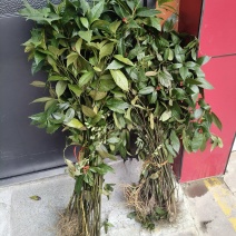 野生草珊瑚