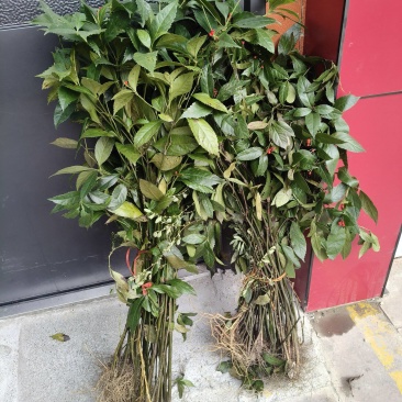 野生草珊瑚
