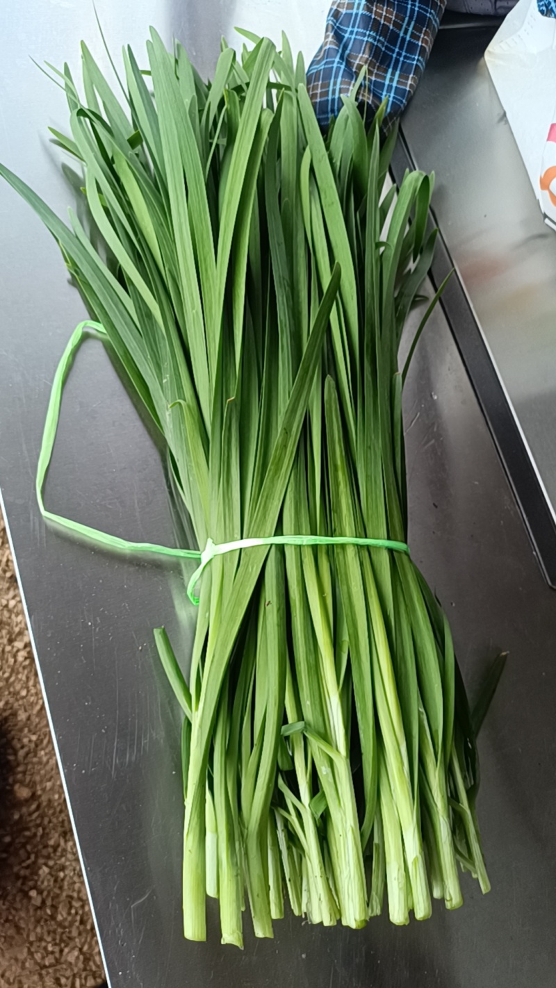 云南精品绿韭菜