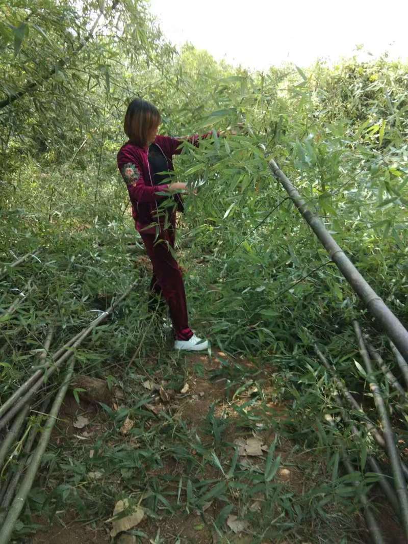 河南南阳竹子直发地，成活率高，物质价优