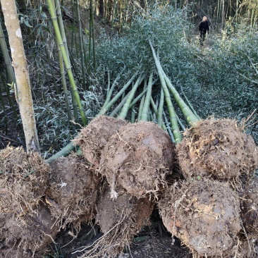 河南南阳竹子直发地，成活率高，物质价优