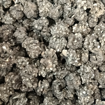 中药材猫爪草