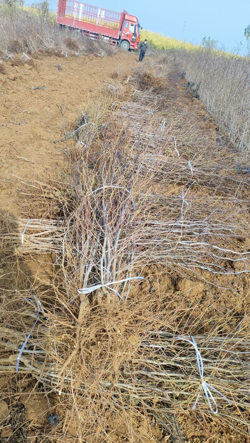 酸枣苗基地直发0.5-1.5公分短枝酸枣树苗