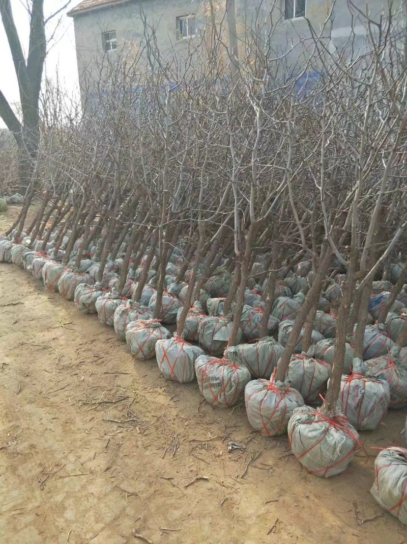 酸枣苗基地直发0.5-1.5公分短枝酸枣树苗